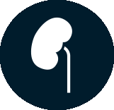 icon depicting a right kidney