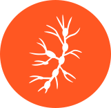 icon depicting lymph nodes