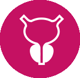 icon depicting a prostate