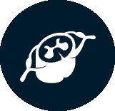 icon depicting the spinal cord