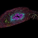 CODEX Image of the Isthmus