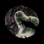 CODEX Image of the Small Intestine