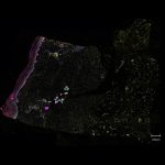 Cell DIVE Image of Epidermis, Dermis, and Hypodermis