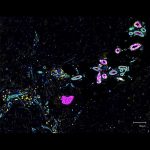 Cell DIVE Image of the Dermis