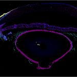 CODEX Image of the Anterior of An Eye