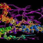 LSFM Image of a Kidney Cortex