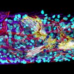 3D Map of Neurovascular Connections Between Nephrons
