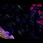 Cell DIVE Image of Organ Mapping