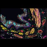 CODEX Image of Bronchiole Airways