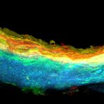 3D MALDI IMS Render of a Retina